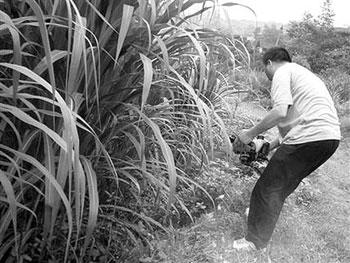 Lack of labor to plant forage grass and harvest for many times has good benefits.