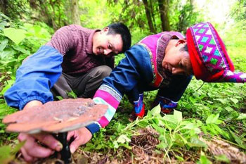 Under the forest, Ganoderma lucidum imitated wild fairy grass and realized the dream of getting rid of poverty.