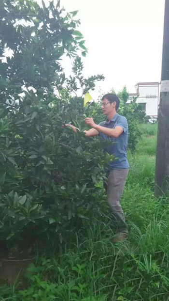 Wang Regeneration of the Family Farm of Blood Orange in Neijiang