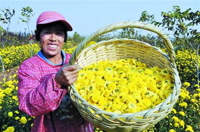 A villager in Jiaozhou earns millions a year by introducing Jiangxi imperial chrysanthemum to make chrysanthemum tea.