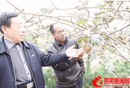 Hao Zengping: little kiwifruit achieves a sweet career