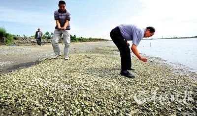 The heavy metals of many kinds of seafood off the coast of Guangdong exceed the standard of raw oyster copper by 740 times.