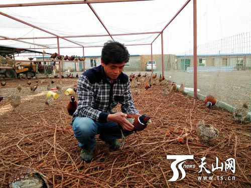 The 86 regiment worker Zhang Mancang raised rare birds in the vineyard to increase his income and become rich.