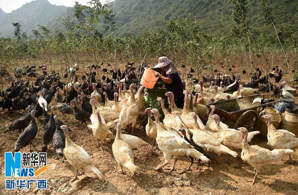 Liuzhou: the couple grow and raise farmers in the mountains to seek prosperity.