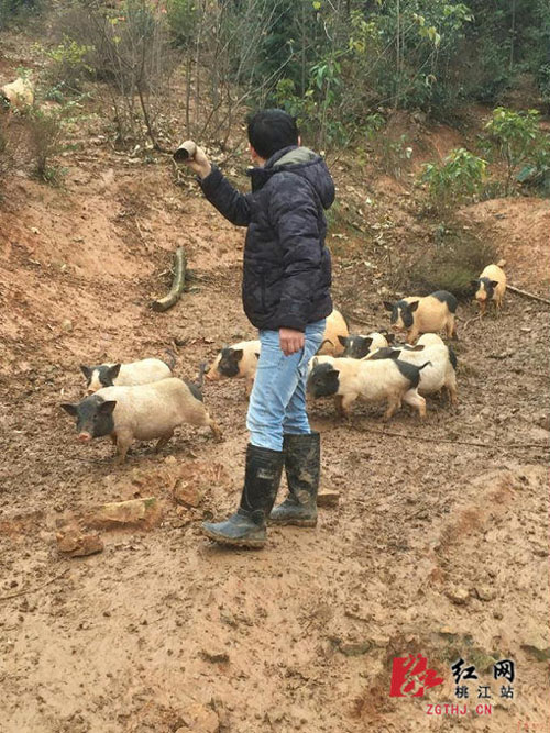 Taojiang, Hunan: college students return to their hometown to become 