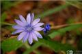 The effect of chicory field on the culture method of chicory