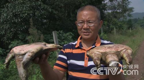 The poor middle-aged man has a chance to win and drive hundreds of farmers to raise soft-shelled turtles to get rich.