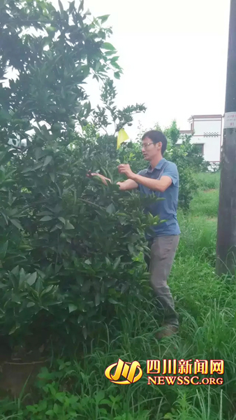 The young man in Neijiang returned to his hometown after graduating from college and started a blood orange to lead farmers to become rich.