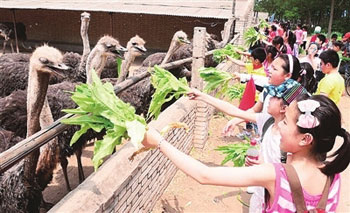 Ostriches attract children to travel and support.