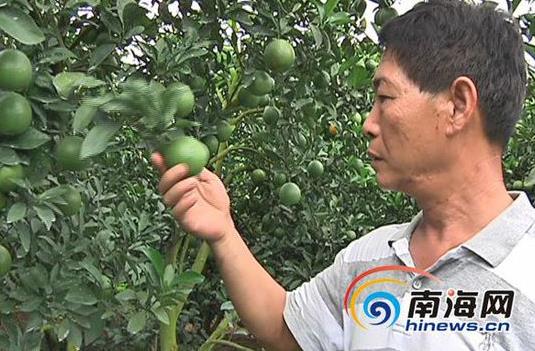 A man in his sixties in Hebei went to the sea alone to plant Qiongzhong green oranges and had a bumper harvest.