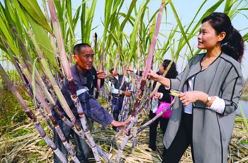 Sugarcane planting in the south, Liaoning and North, the temperature difference is bigger and sweeter