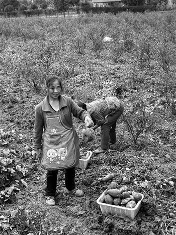 It is not a dream to grow blueberries and purple potatoes for 110000 yuan per mu.