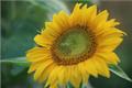 How long is the sunflower blooming? Management skills of sunflower florescence