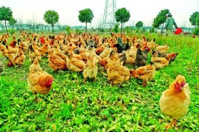 Free-range chickens become popular after 45 days: the price is more than 100 yuan each.