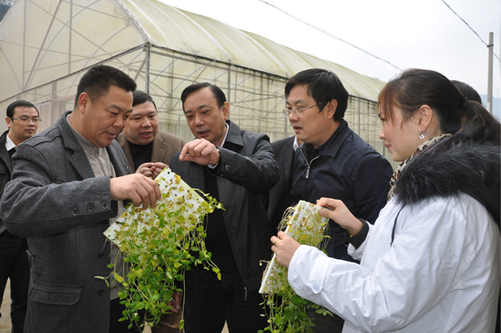 Special Agriculture Becoming Rich in Shizhu County, Chongqing