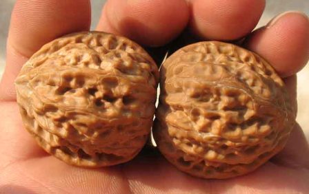 Farmers in Taishitun, Beijing, get rich by marrying walnuts.