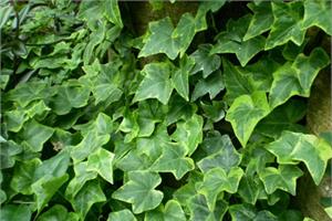 How to cultivate Ivy pay attention to key points of Ivy Culture