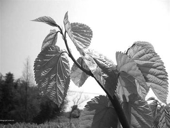 Luo optical fiber mulberry leaf pig raising 