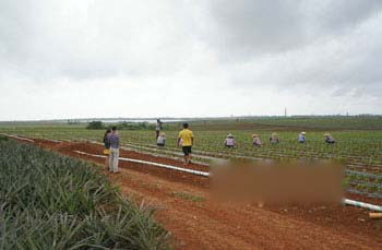 The sea pepper garden of pineapple can have both fruits and vegetables.