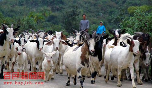 Napo, Guangxi: the sudden rise of characteristic farming to promote the efficiency and income of the border people