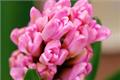 What is the fancy language of hyacinth? how to raise hyacinth?