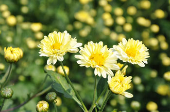 Jiaxing fetal chrysanthemum has earned thousands of happy mu planted in Qingdao.