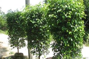 7 items that must be known about how to culture weeping-leaf banyan