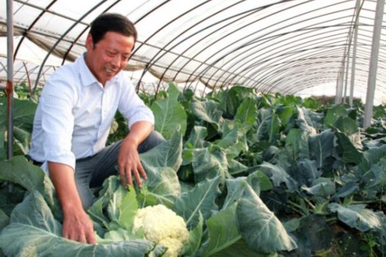 Nanling County Vegetable Brother Built Farmers to Become Rich 