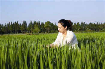 The young girl returned the fragrance of rice in the chrysanthemum field of Tongxiang.