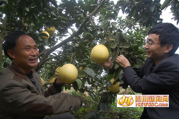 Yuechi County, Guang'an, Sichuan Province: Lao Ding's grapefruit harvest