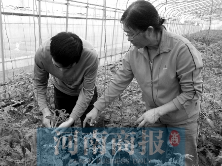 Vegetable expert Ying Fangqing: the yield of the tomato she cultivated is as high as 30,000 jin per mu.