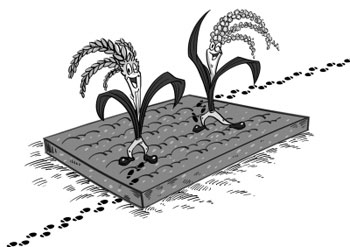 80% of the open space for planting mountain rice in Camellia oleifera field can be used.