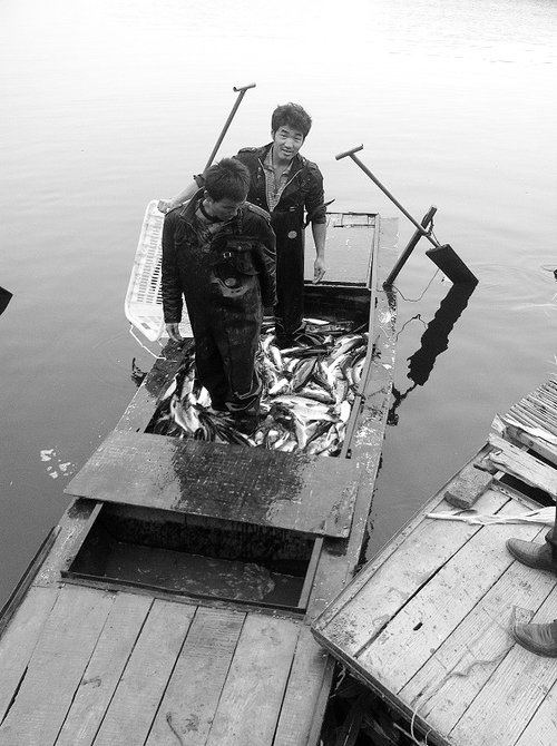 46 million jin of fish raised in cages banned by the government for environmental protection are sold within a time limit.