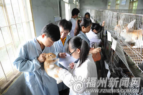 Dream starts from raising rabbits Fujian Agricultural University Student Entrepreneurship Cooperative