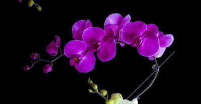 How to consider the location of orchids when growing and cultivating orchids?