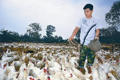 South African quail geese bring the way to get rich