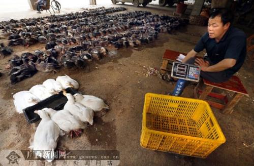 Birds hurt farmers in the shadow of bird flu, farmers treat duck to eat 