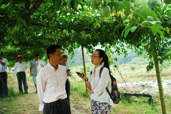 Lemon interplanting passion fruit can be popular in long and short term.