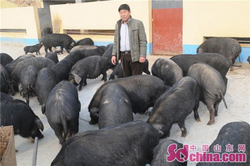 The Book of Wealth of Tibetan Xiang Pig in the Mountain Gully