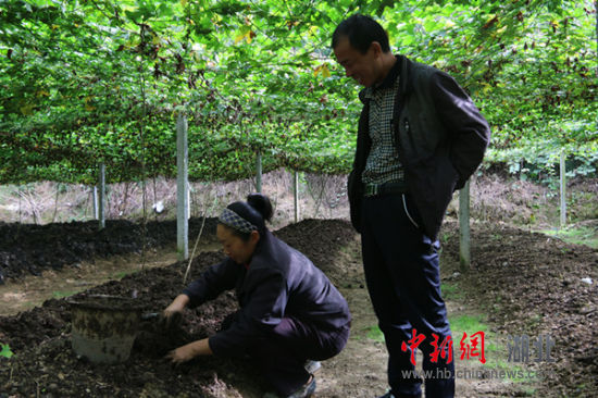 Raising earthworms in the mountains of Tujia and Han in Enshi for 17 years, three-dimensional agriculture helps the people to increase their income