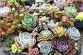 How to grow a new succulent plant is a very important step