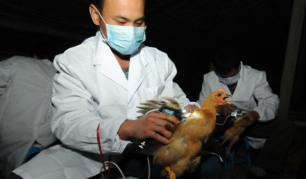 It is exposed that China's entire chicken industry suffered a huge loss of 100 billion yuan in 2013.