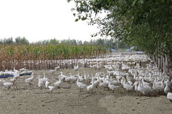 Breeding big geese in cornfield, Heaven and Heaven, Heilongjiang and Renhe.