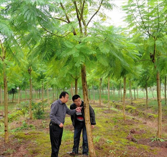 Migrant workers in Nanchong become billionaires and go back to the west to plant rare trees.