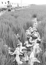 Effective prevention and control of Oncomelania hupensis by raising ducks in paddy field