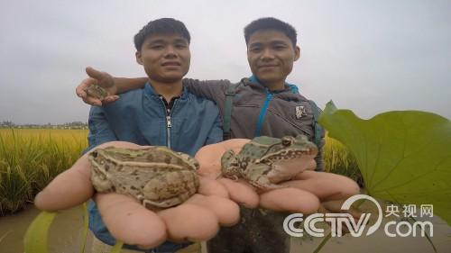 Twin brothers make a fortune by raising frogs