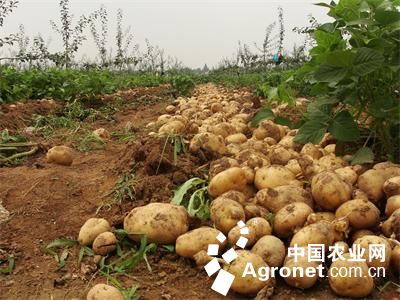 Liu Yiping: dream of Potato spreading to the Mountain and Countryside