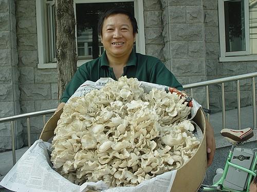 The cultivation of chestnut mushroom becomes a new way for mushroom farmers to get rich.