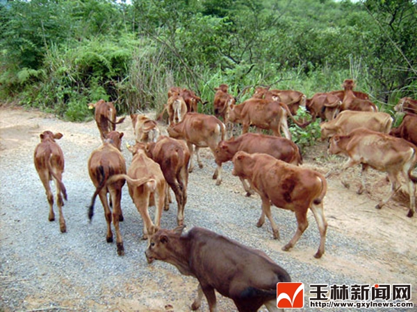 Yulin: raising cattle 