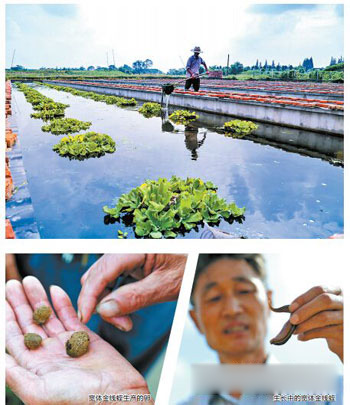 Wild leeches are becoming scarce and the sea is specially raised to become rich treasures